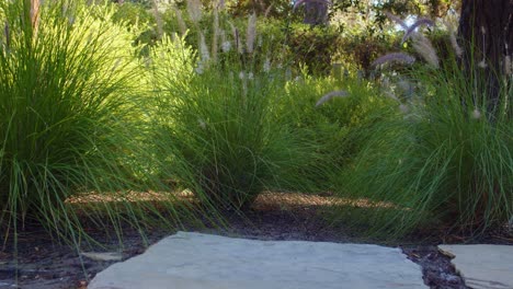 sliding shot of reed grass in carmel garden with hedge and trees in background
