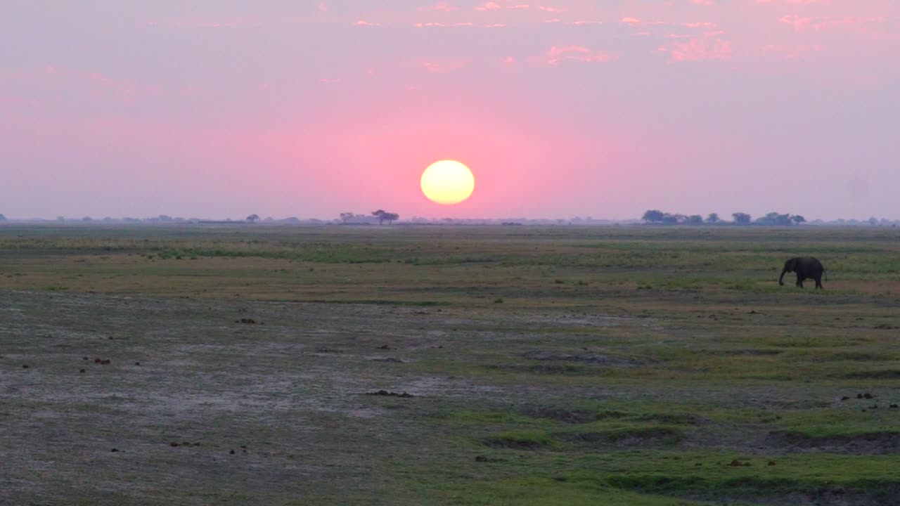 Elefanter går på Afrikas slätter vid solnedgång eller soluppgång.