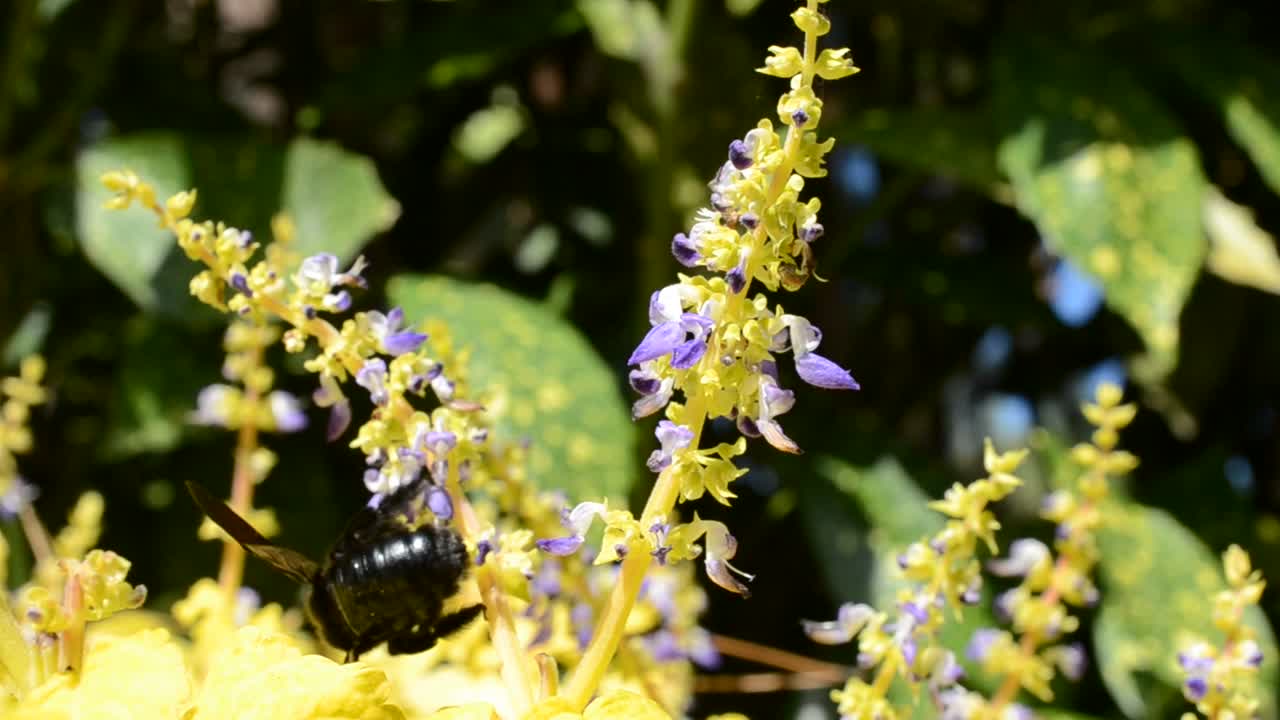 Flores, abejorro