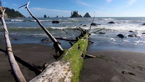 ocean waves over downed tree in olympic national park