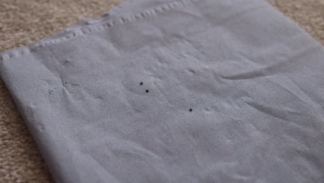 close-up shot of live ticks crawing around after being removed from a person