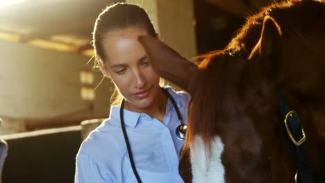 veterinarian doctor checking a horse 4k