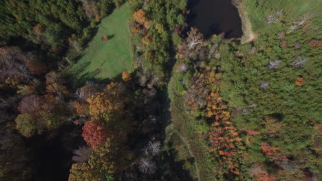 fall forest aerial looking down at foliage and pond