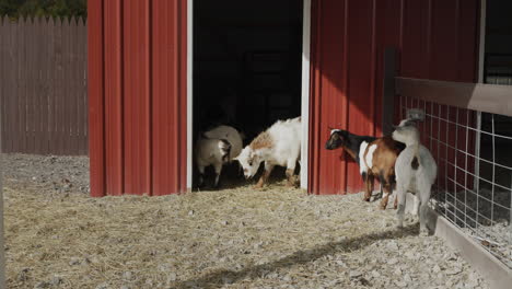 Ein-Paar-Ziegen-Laufen-Im-Hof-Neben-Der-Scheune.-Freilandhaltung-Der-Tiere-Auf-Dem-Bauernhof