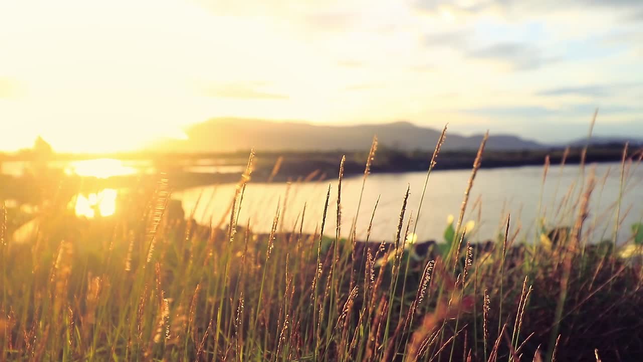 이른 아침 태양에 의해 조명 된 호수 의 초원에서 풀의 영화적 시각