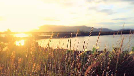 cinematic view of grasses in the meadow beside a lake illuminated by the early morning sun