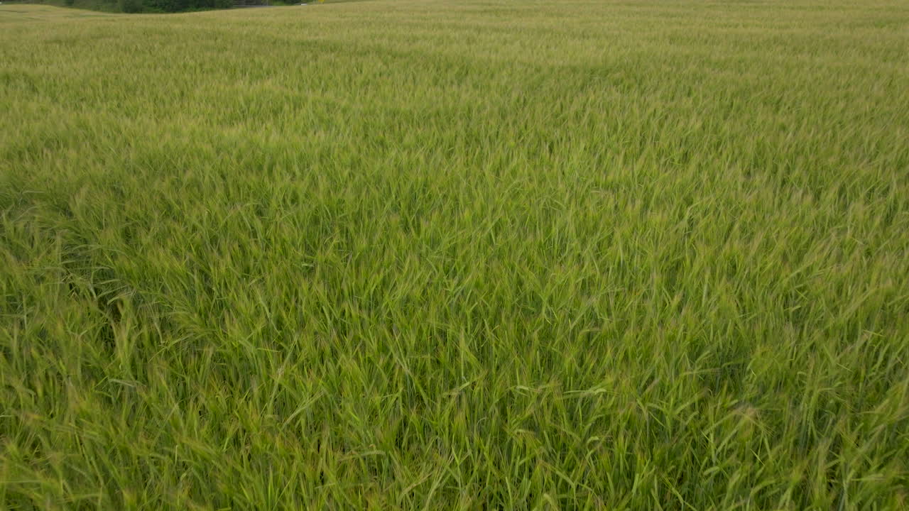 volar sobre prado verde con campo de cebada cerca