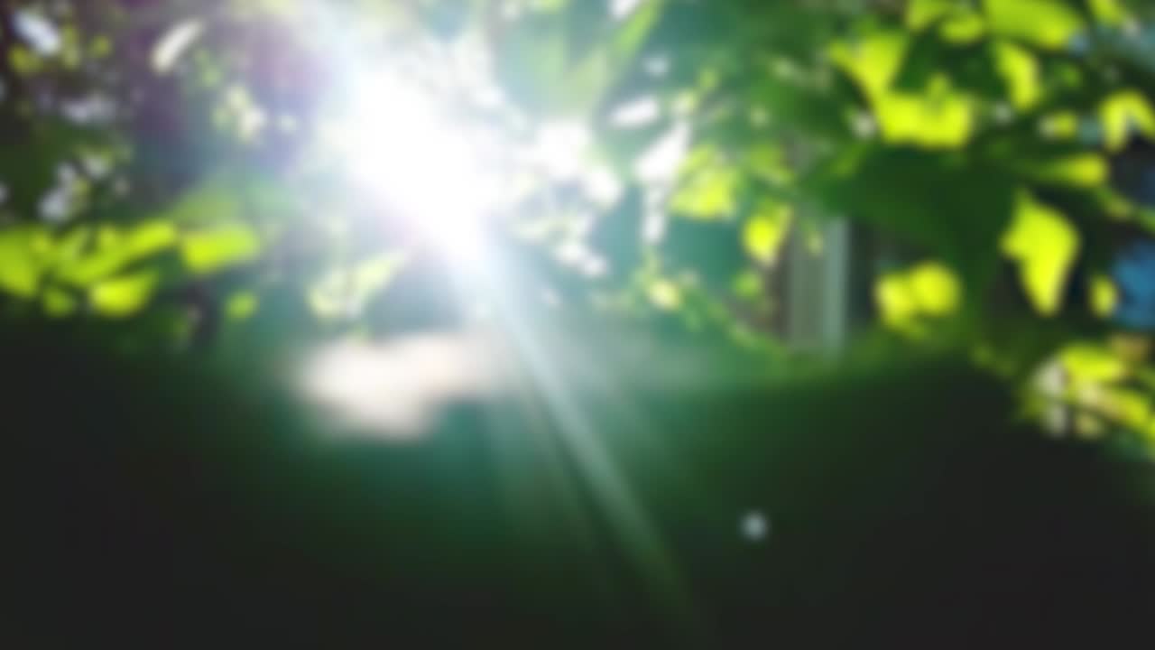 зеленый солнечный фон. туманные свежие кленовые деревья в подсветке заката уютные светящиеся солнечные лучи.