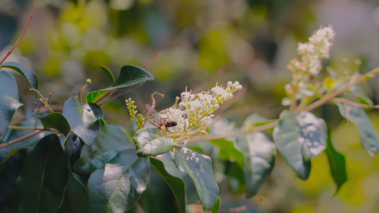 elegante mariposa polinizando diligentemente una flor de café en el jardín sereno de la mañana