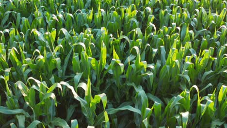 Maisfeld-Zur-Goldenen-Stunde