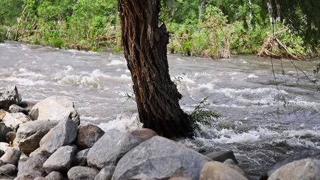 a drowning tree on the bank of the kern river california during extreme flooding