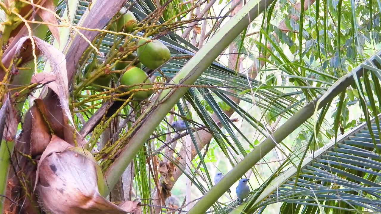 el tanager gris azul salta alrededor de la palmera de coco en minca colombia