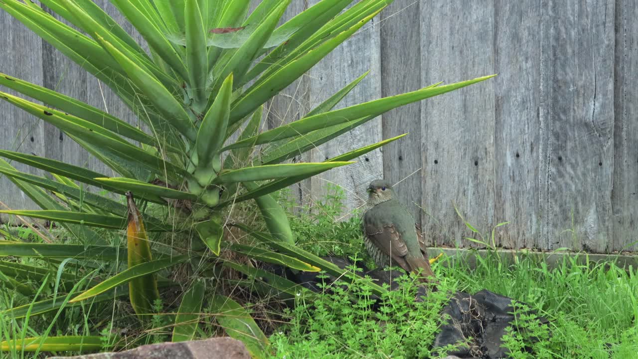 Satin Bowerbird Female Eating Green Weeds Grass NExt To Yucca Plant Daytime Australia, Victoria, Gippsland, Maffra