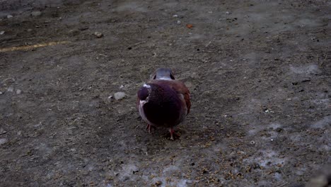 las palomas hermosas caminan por la tierra. la gente alimenta a las palomas con grano. las palomas pican semillas incluso de las manos de la gente. videografía en primer plano.