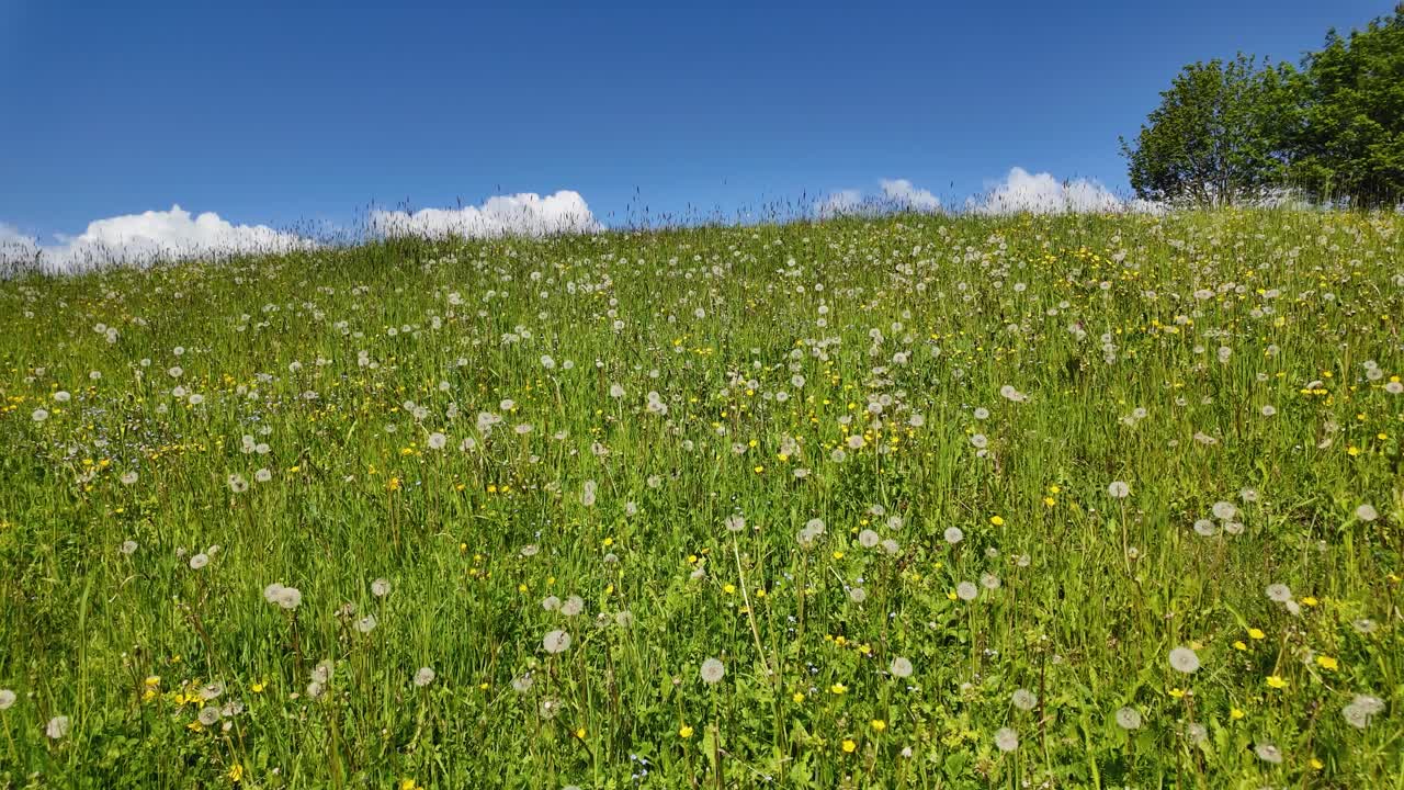 Panning shot of a meadow with wildflowers near Herolerhof cabin in the Dolomites