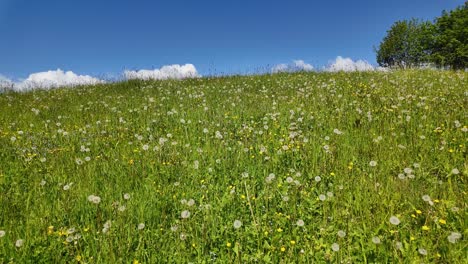 panning shot of a meadow with wildflowers near herolerhof cabin in the dolomites