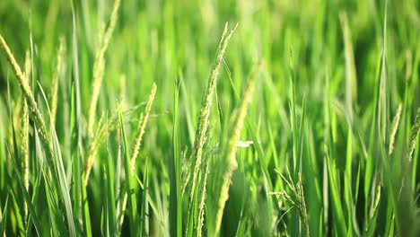 close up green rice plants swaying in the wind with the evening light