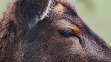 female red deer hind  blink eye extreme close-up