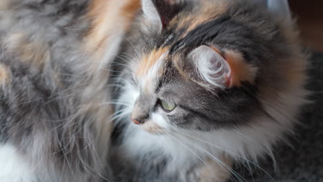 Relaxed-Long-Haired-Calico-Cat-Lying-on-Floor-at-Home