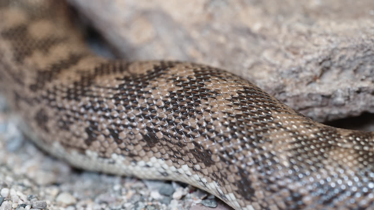Close Up of Snake Skin Texture