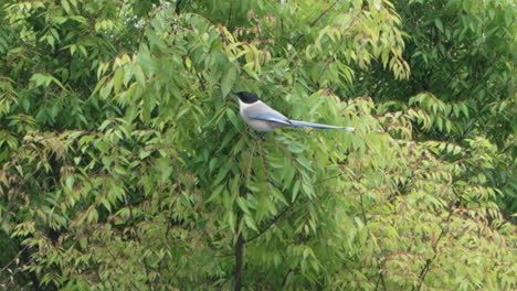 Azure-winged-Magpie-Bird-Perching-On-A-Tree-In-Tokyo,-Japan---close-up