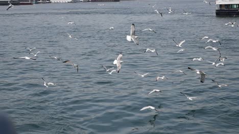 flock of seagulls flying over the ocean