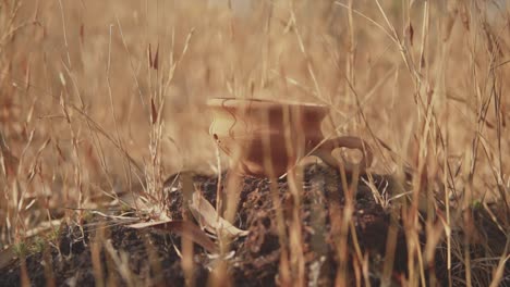 static shot of old ceramic clay teapot on rock with rural yellow grass