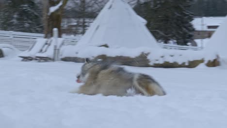 two huskies playing with each other over the snow