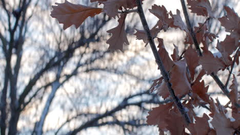 Braune-Blätter-Wehen-Im-Winterwind