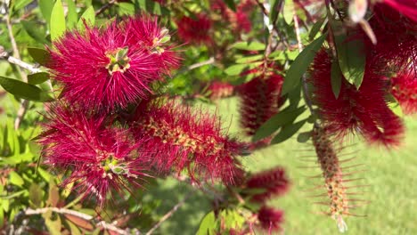 Closeup-of-bottlebrush-swaying-in-the-wind