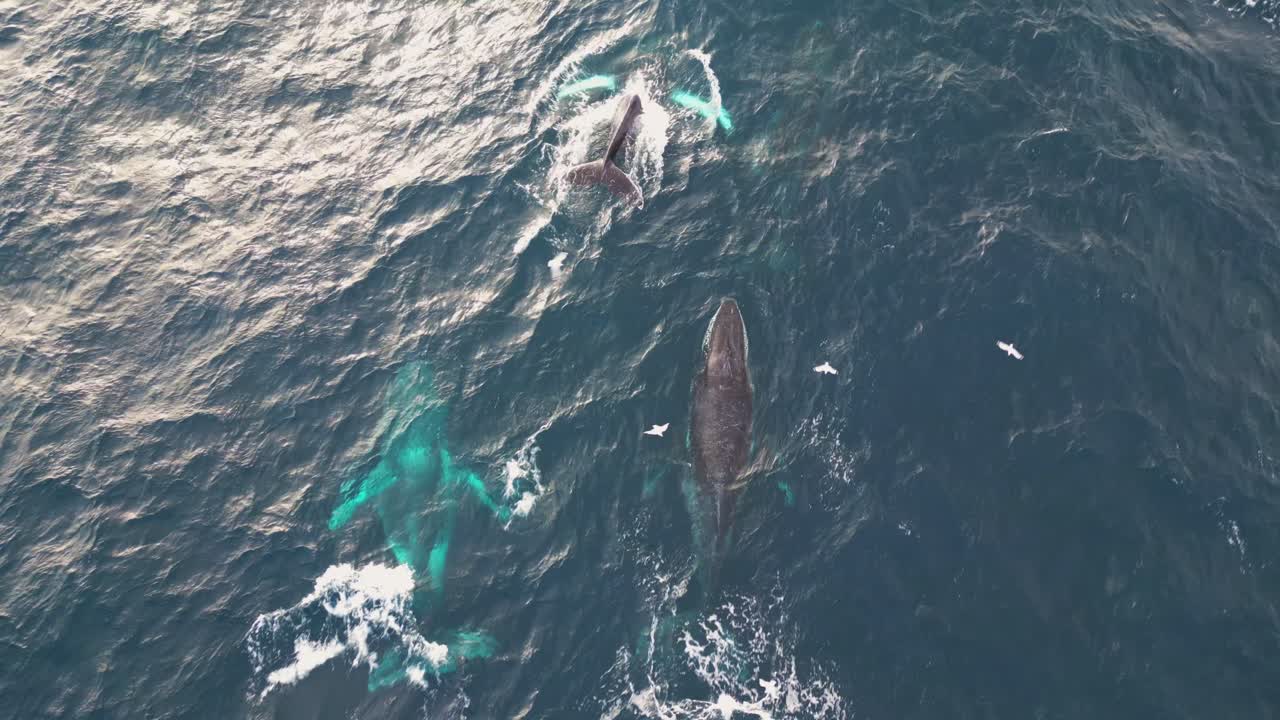 grupo de ballenas jorobadas y gaviotas volando sobre el agua en la costa del océano pacífico en un día soleado