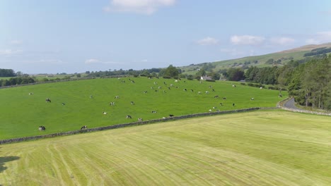 drone footage flying up to and panning around a cow field in the beautiful countryside of rural yorkshire, uk with trees, dry stone walls, country roads and hills in the distance