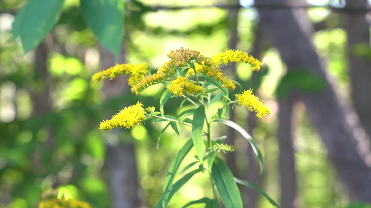 Close-up of goldenrod on a sunny summer afternoon (selective focus)