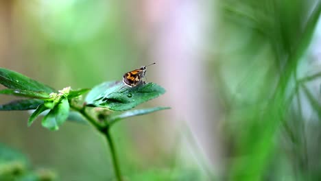 a small butterfly lands on a leaf and then flies