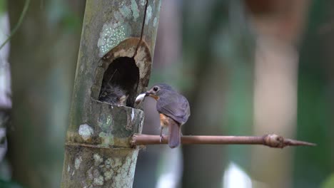 the flycatcher worm is picking up its offspring's droppings and throwing them away