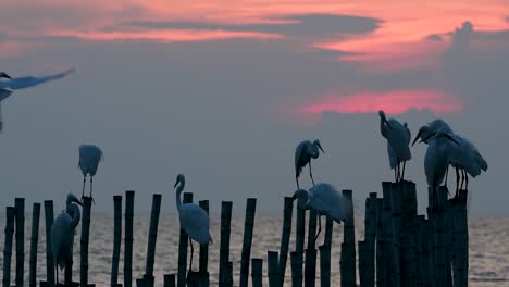 The-Great-Egret,-also-known-as-the-Common-Egret-or-the-Large-Egret