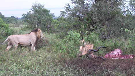 male lions move in to claim the remains of a lionesses prey