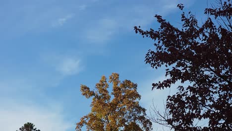 Tiro-De-ángulo-Bajo-De-árboles-En-La-Temporada-De-Otoño,-Bajo-El-Cielo-Azul