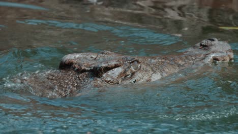 a crocodile opens its mouth and goes swimming