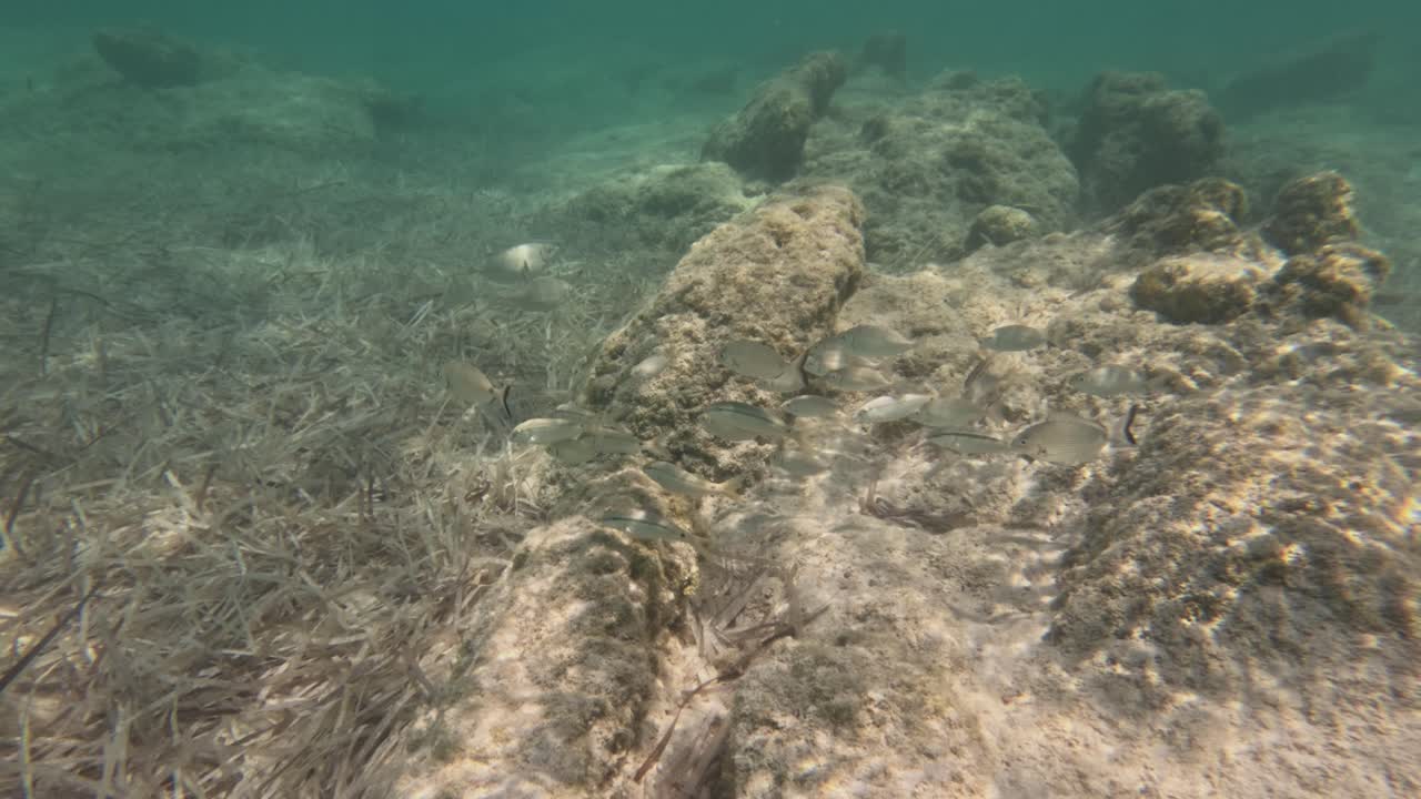 School Of Fishes Undersea Wildlife Scene