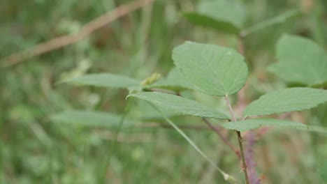 close-up front damselfy hunting on leaf