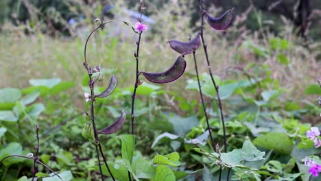 Red-flat-Hyacinth-bean-in-India