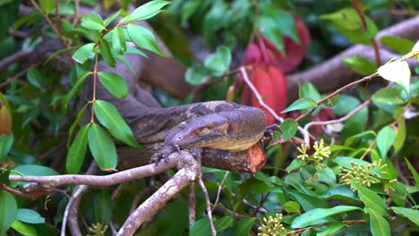 monitor de agua de mertens, varanus mertensi manchado escondido en el arbusto, tomando el sol, durmiendo y durmiendo por la tarde, foto de cerca de una especie en peligro de extinción endémica del norte de australia