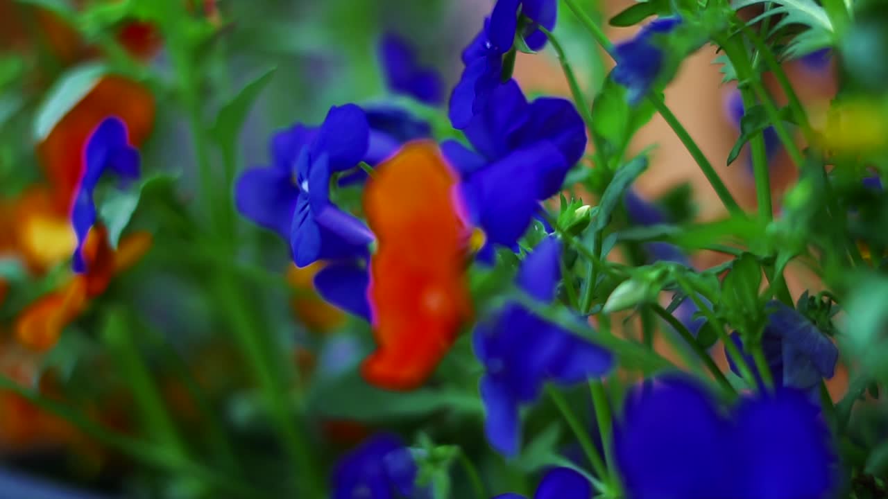 정원에서 비에 있는 다채로운 꽃