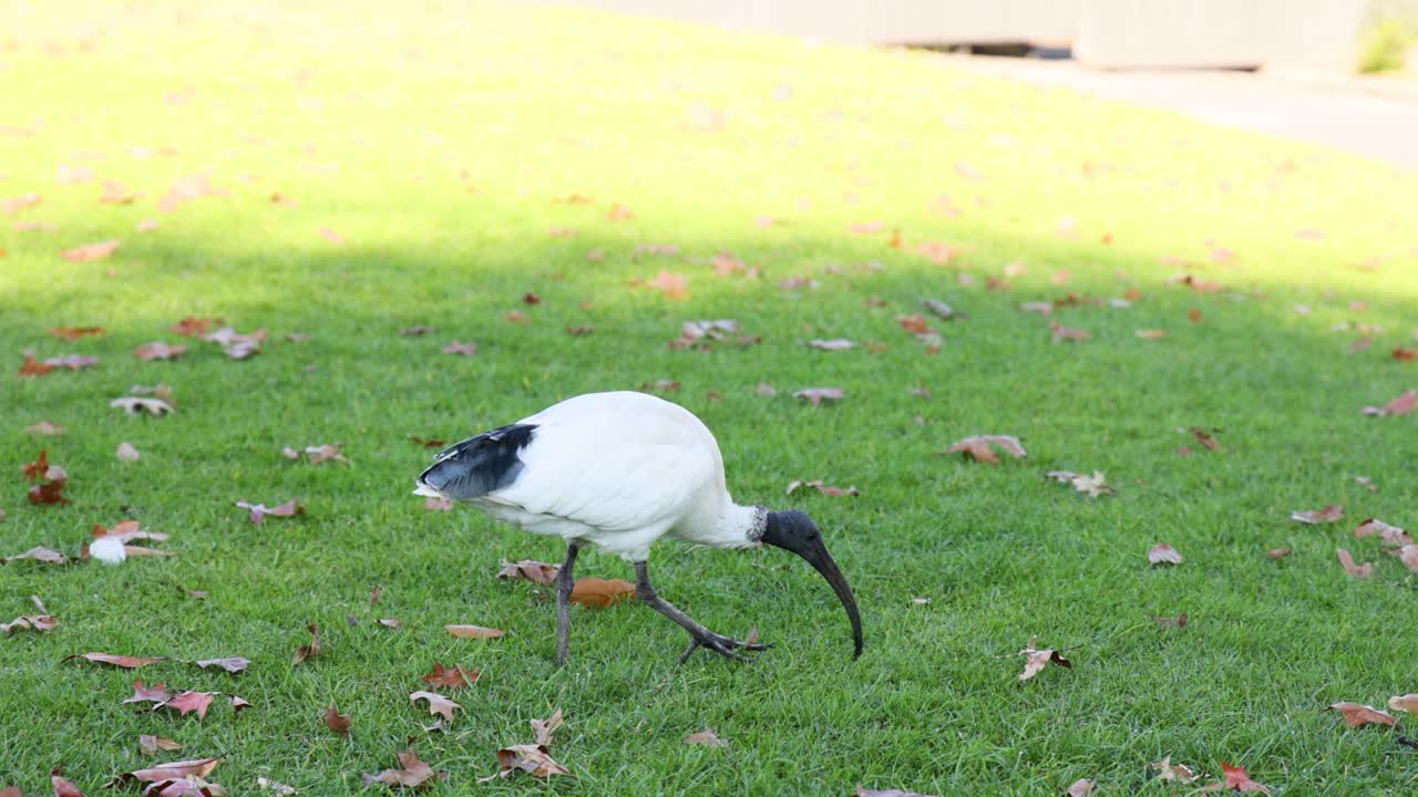 이비스가 풀에서 먹이를 찾고 있다.