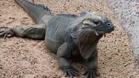 un lagarto descansando en una superficie arenosa