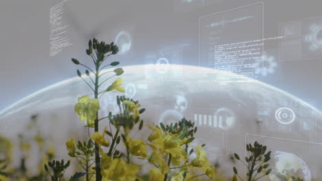 Yellow flowers with digital data processing animation over Earth in background