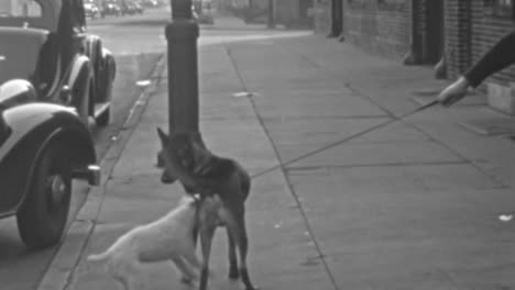 wire fox terrier dog plays on city sidewalk during a walk in the neighborhood