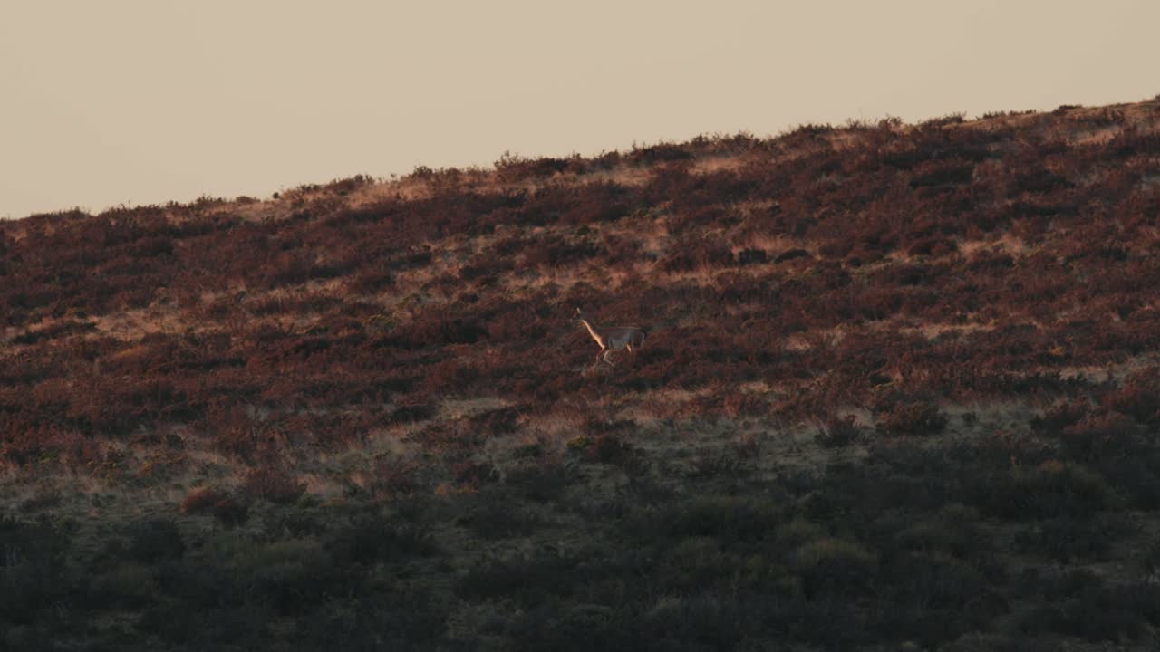 Guanaco che corre nel sole in Patagonia.