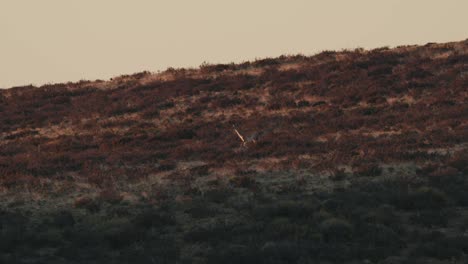 Guanaco-running-into-sunlight-in-Patagonia